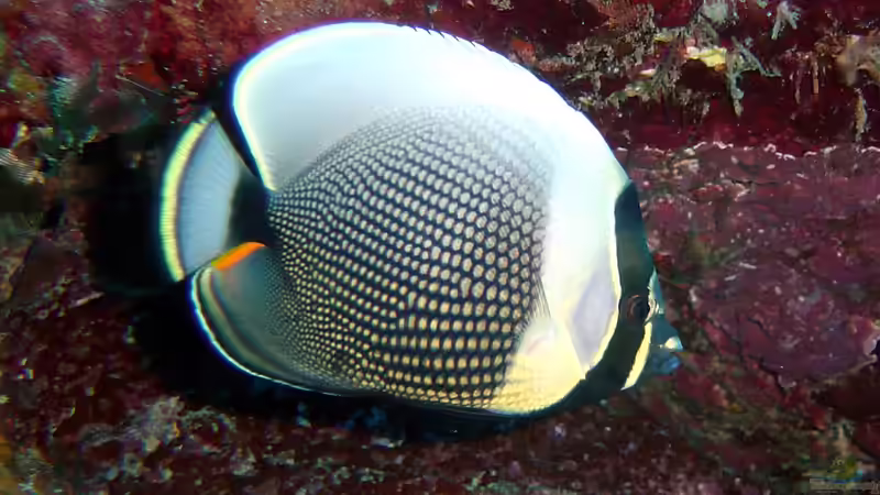 Falterfische - Farbenprächtige Juwelen der Korallenriffe