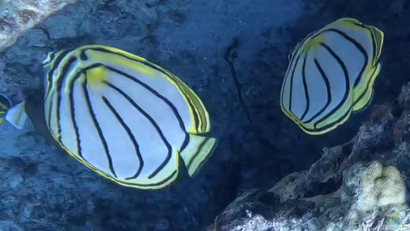 Falterfische - Farbenprächtige Juwelen der Korallenriffe