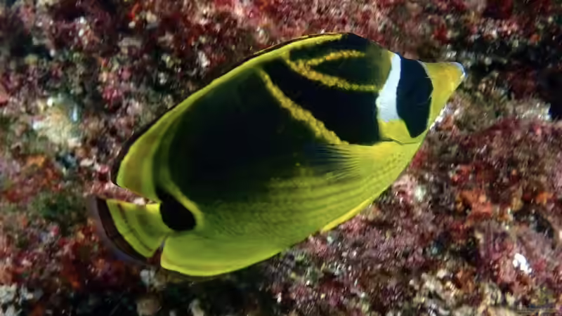 Falterfische - Farbenprächtige Juwelen der Korallenriffe