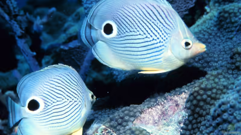 Falterfische - Farbenprächtige Juwelen der Korallenriffe