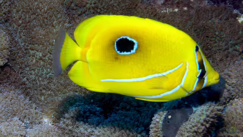 Falterfische - Farbenprächtige Juwelen der Korallenriffe