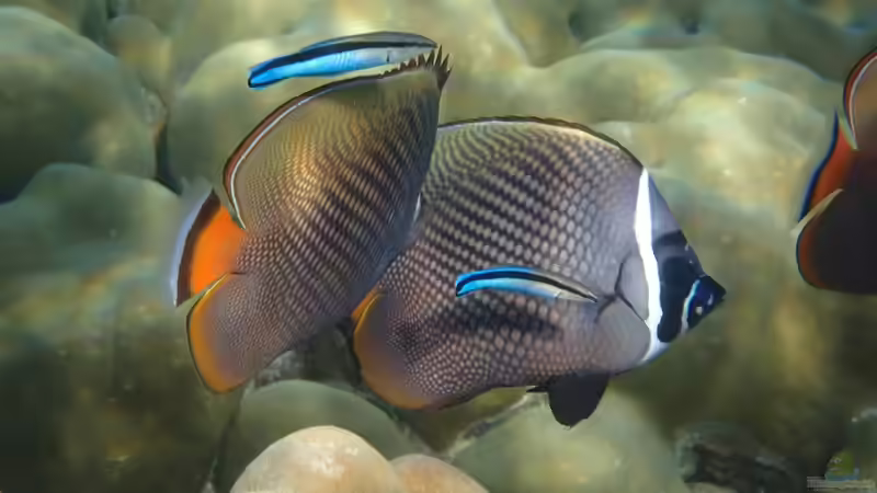 Falterfische - Farbenprächtige Juwelen der Korallenriffe