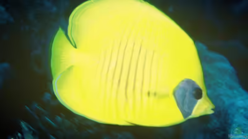 Falterfische - Farbenprächtige Juwelen der Korallenriffe