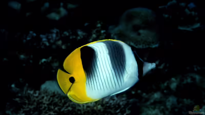 Falterfische - Farbenprächtige Juwelen der Korallenriffe