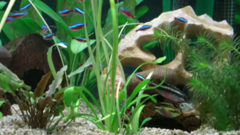 Familie Barsch, Familie Neon von Schindlinho (3)