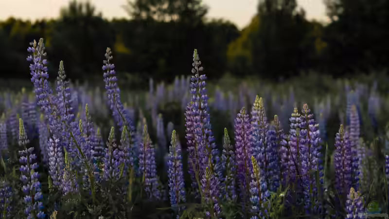 Familie der Hülsenfrüchtler: vielseitige Pflanzen für Garten, Natur und Ernährung