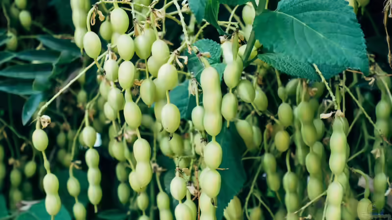 Familie der Hülsenfrüchtler: vielseitige Pflanzen für Garten, Natur und Ernährung