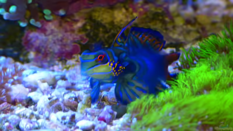 Familie der Leierfische (Callionymidae) - Biologie, Verhalten und Bedeutung für die Aquaristik