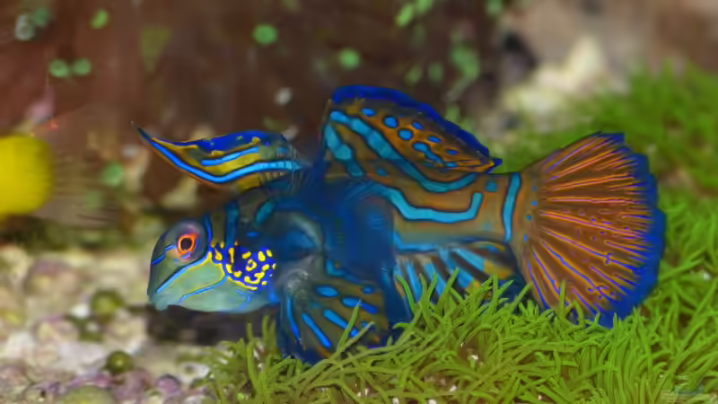 Familie der Leierfische (Callionymidae) - Biologie, Verhalten und Bedeutung für die Aquaristik