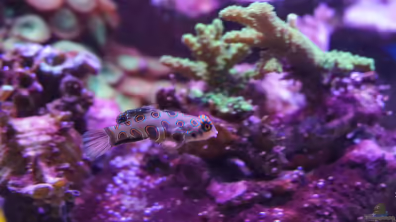 Familie der Leierfische (Callionymidae) - Biologie, Verhalten und Bedeutung für die Aquaristik