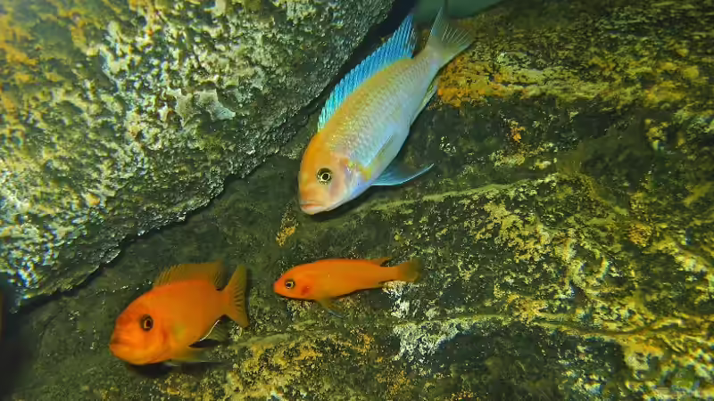 Familie estherae (Mama, Papa und der Kleine) von Ludwig Prantl (10)