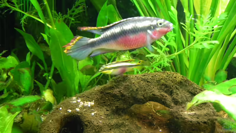 Familie Pulcher von Bazzi (64)