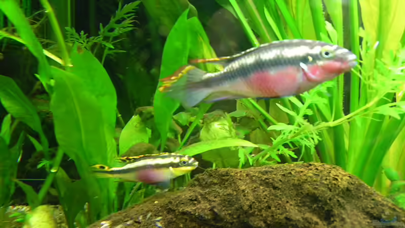 Familie pulcher von Bazzi (66)