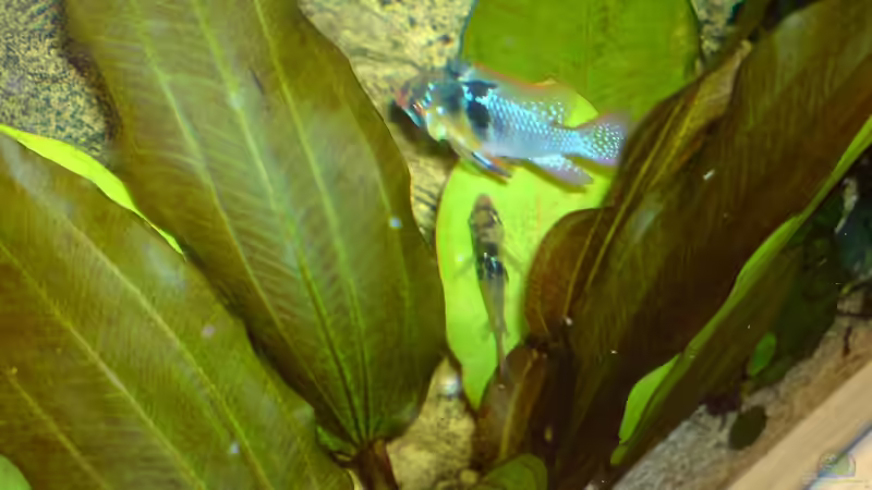 Familie Schmetterling beim Laichen von GGuardiaNN (14)