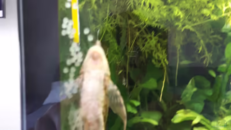 Familie Sturisoma produziert Nachwuchs von Der Nicky (106)