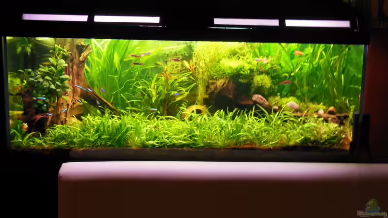 Familienbecken am Esstisch