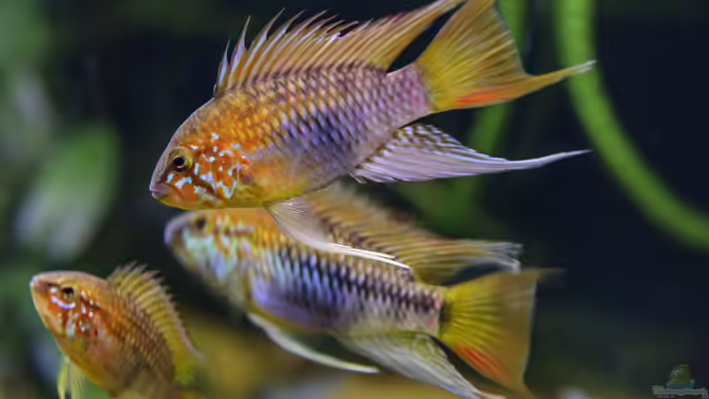 Familienbild Nachwuchs von JARB (59)