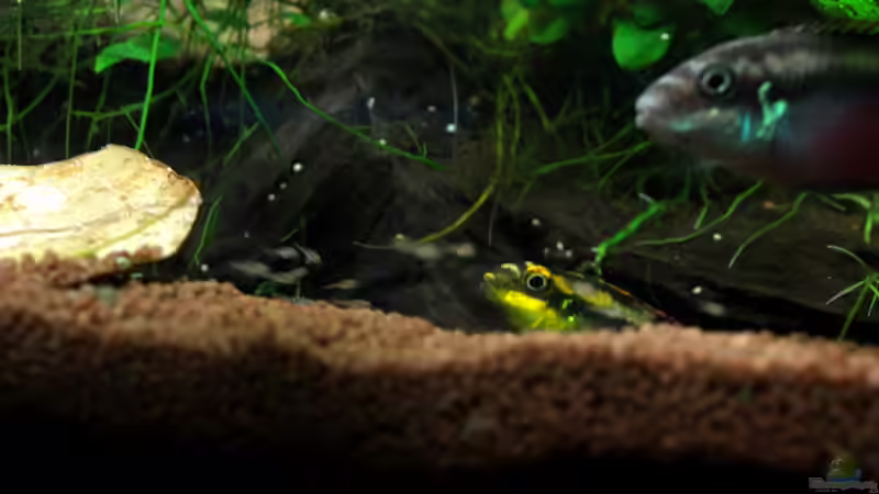 Familienidylle von Koehler (57)