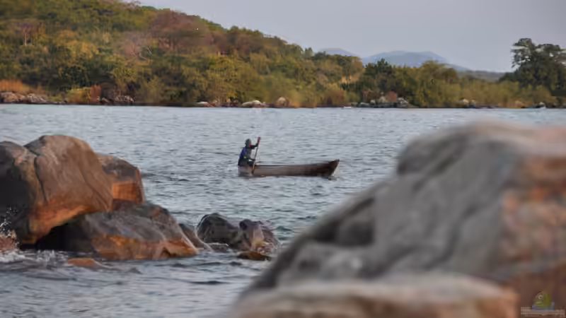 Fang von Buntbarschen am Malawisee