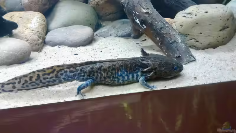 FAQs zur Haltung von Axolotls