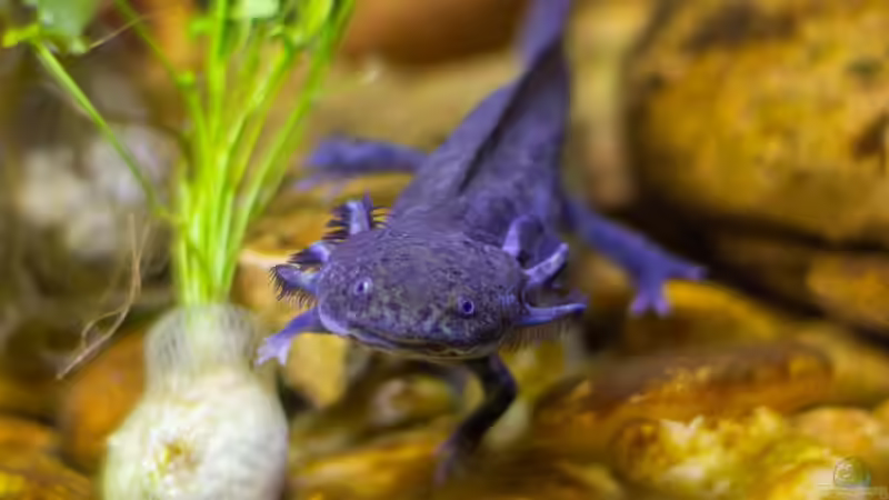 FAQs zur Haltung von Axolotls