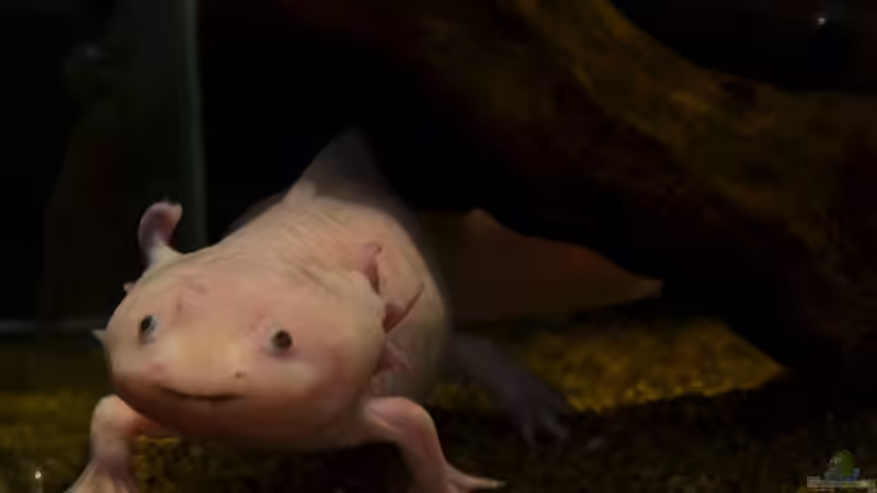 FAQs zur Haltung von Axolotls