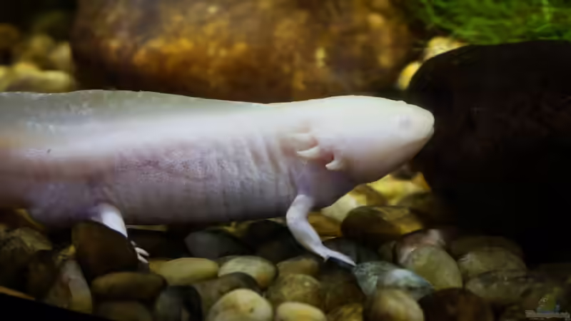 FAQs zur Haltung von Axolotls