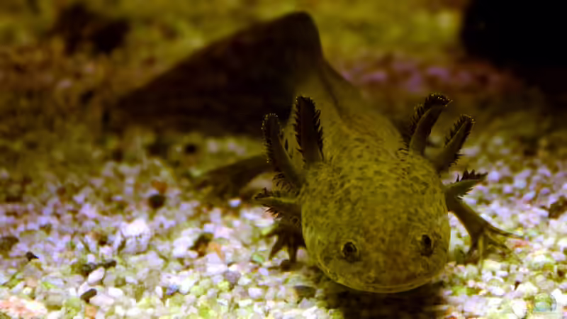 FAQs zur Haltung von Axolotls