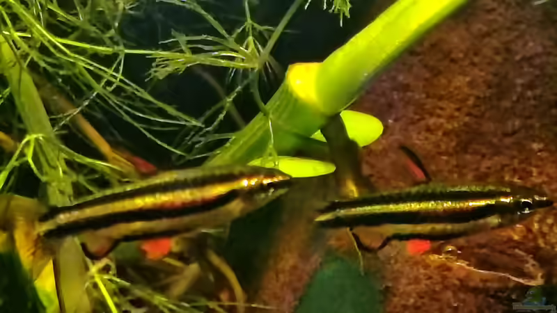 Farbenfroh von Amazonas (37)