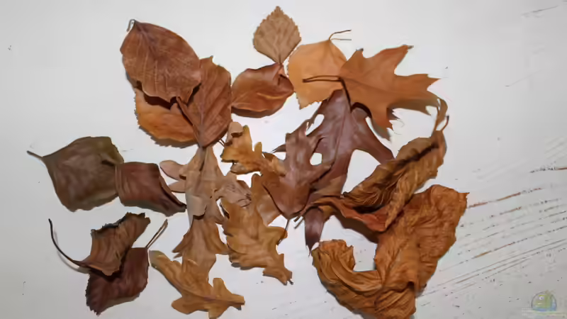 farbenfrohe Herbstzeit