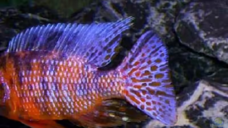 Farbenkleid Marmelade cat von Frank Hopp (77)