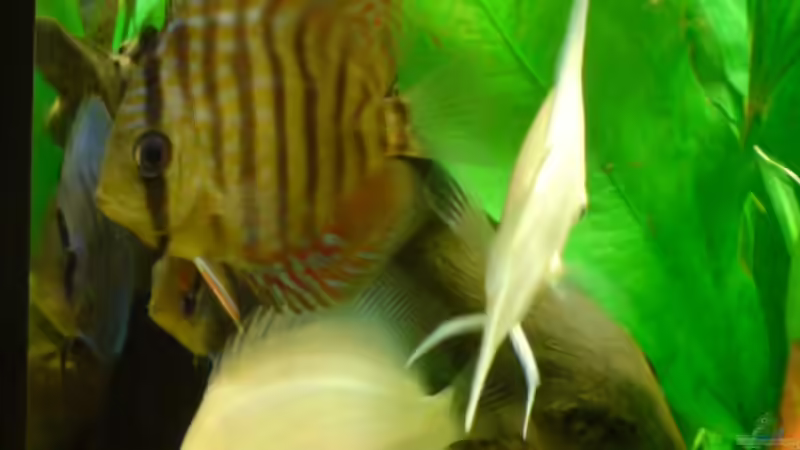 Farbenspiel von GGuardiaNN (22)