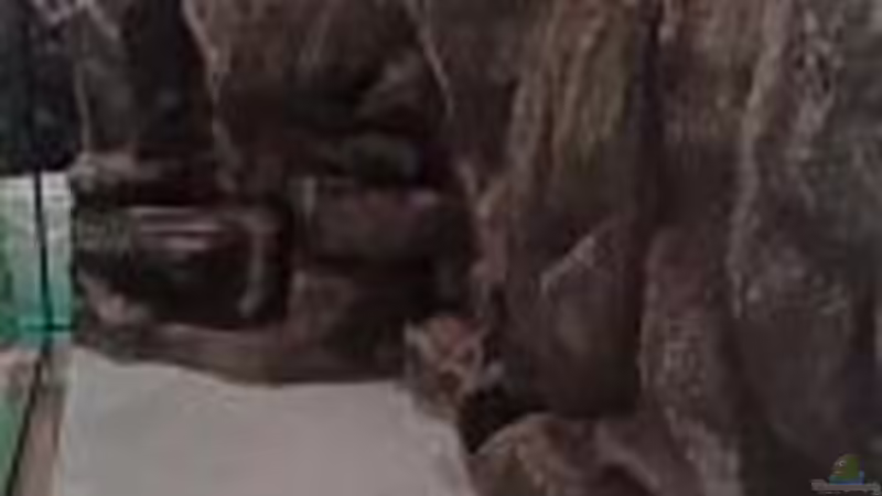 Farbgebung durch Fugenbunt-Zement von Zigermandli (18)