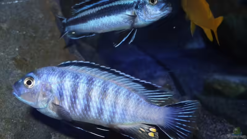 Farbkontrast von Malawi_Einsteiger (20)