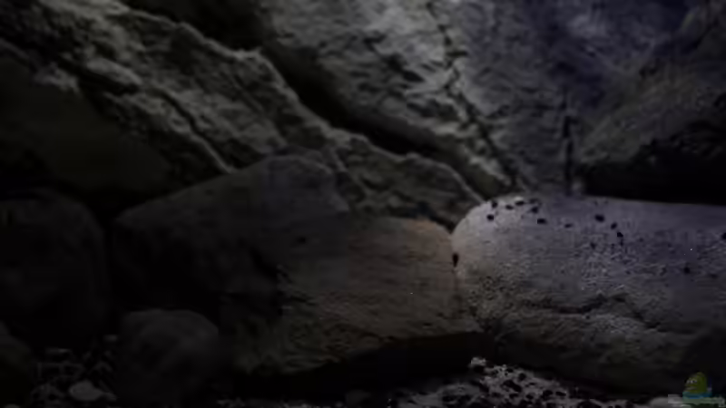 Farbspiel durch versch. Feldsteine von The Pictus catfish (9)