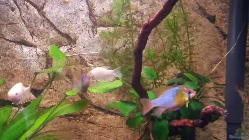 Farbspiele von Gokel79 (10)