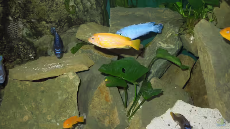 Farbspiele von Volker Alms (39)