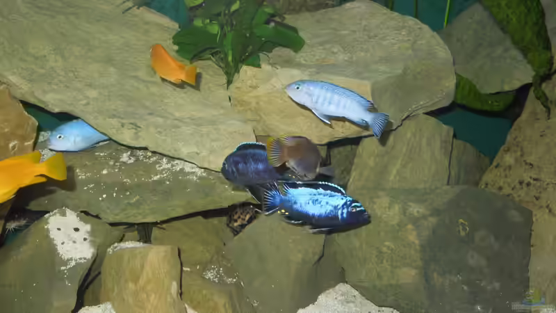 Farbspiele von Volker Alms (40)