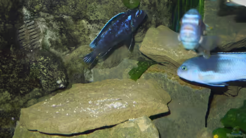 Farbspiele von Volker Alms (48)