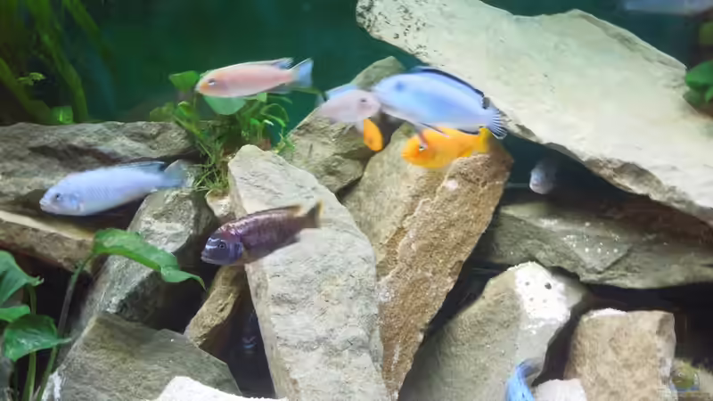 Farbspiele von Volker Alms (54)