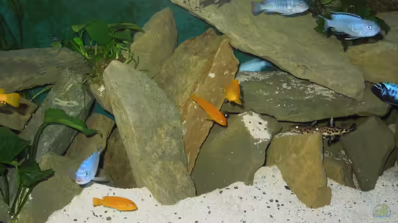 Farbspiele von Volker Alms (56)