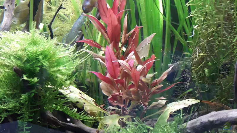 Farbtupfer von Glücksscherbe (10)