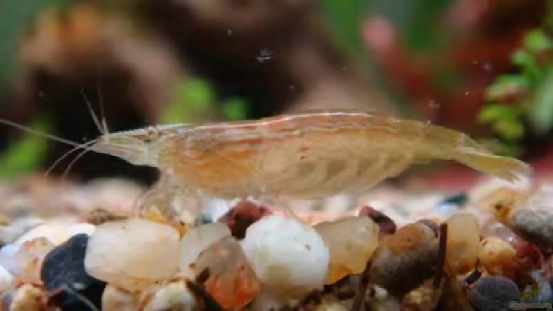 Farbvariante einer Grünen Zwerggarnele von Freibel (24)