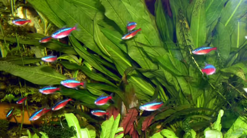 Farkleckse vor dem Grün von Fossybear (7)