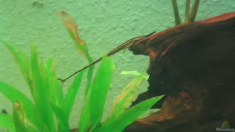 Farlowella acus (m) (alte Einrichtung) von Michael Gerhardt (4)