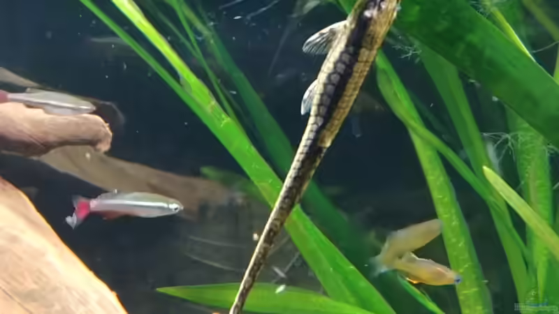 Farlowella acus von Miss Kasimir (2)