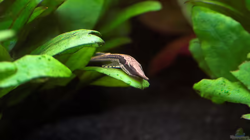 Farlowella acus von Olaf D. (15)