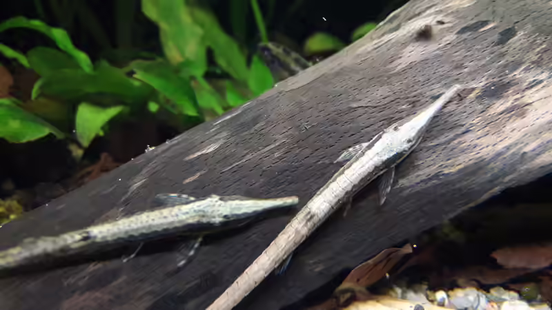 Einrichtungsbeispiele für Farlowella acus (Gemeiner Nadelwels)