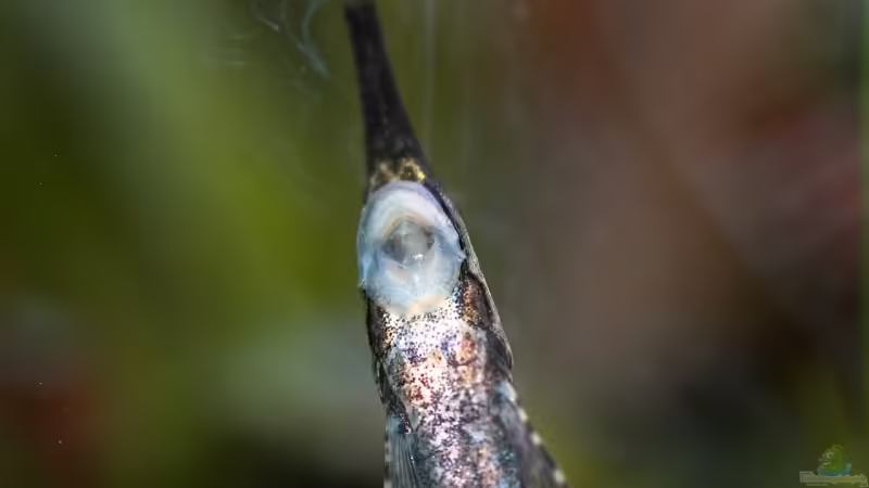 Einrichtungsbeispiele für Farlowella acus (Gemeiner Nadelwels)