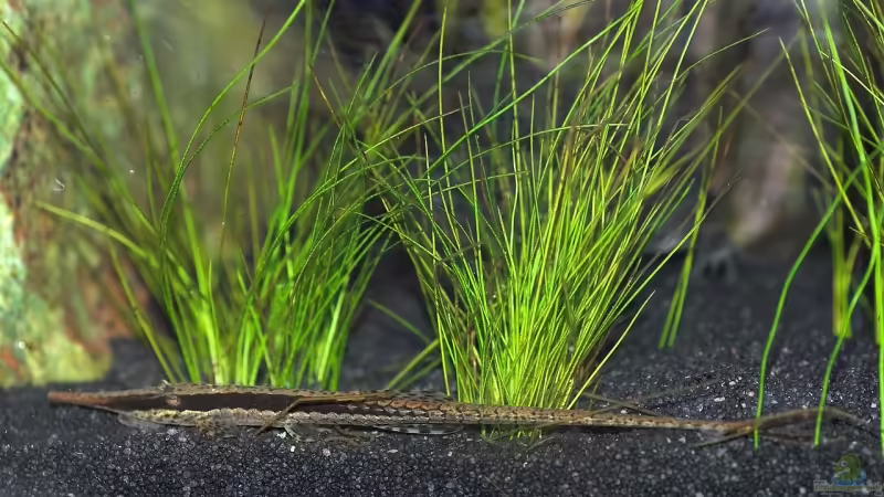 Einrichtungsbeispiele für Farlowella acus (Gemeiner Nadelwels)